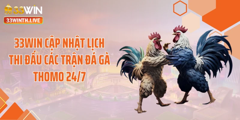 33WIN cập nhật lịch thi đấu các trận đá gà Thomo 24/7