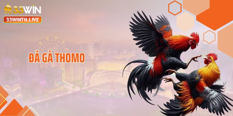 Đá Gà Thomo Khiến Dân Mê Chiến Kê Đứng Ngồi Không Yên